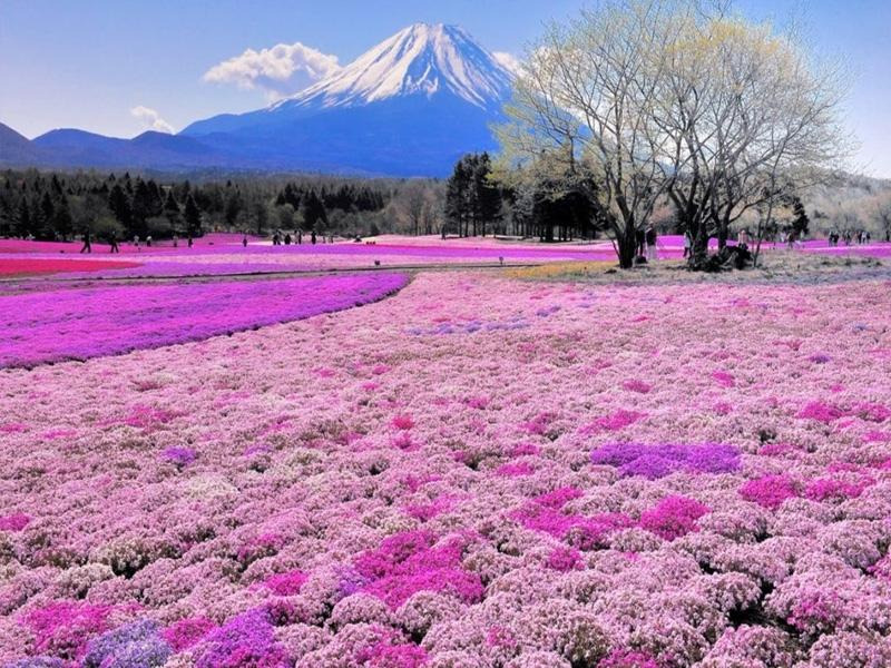 Du ngoạn Nhật Bản - Ngắm hoa tử đằng và hoa chi anh : Tokyo – Tochigi - Fuji – Oshino Hakkai (5 ngày 4 đêm) | Du lịch Nhật Bản
